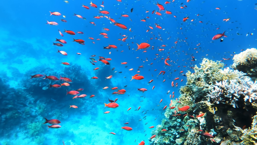 Colorful tropical fish near the coral reef, amazingly beautiful underwater shot, beautiful nature