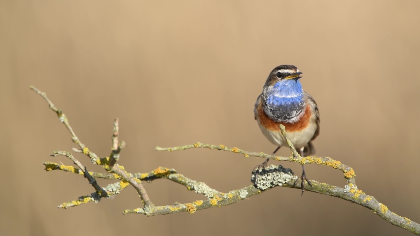 Bluethroat bird close up ( Luscinia svecica )