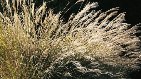 Blowing Miscanthus Sinensis or Pampas Grass in The Black, Autumn or Fall Image, Nobody