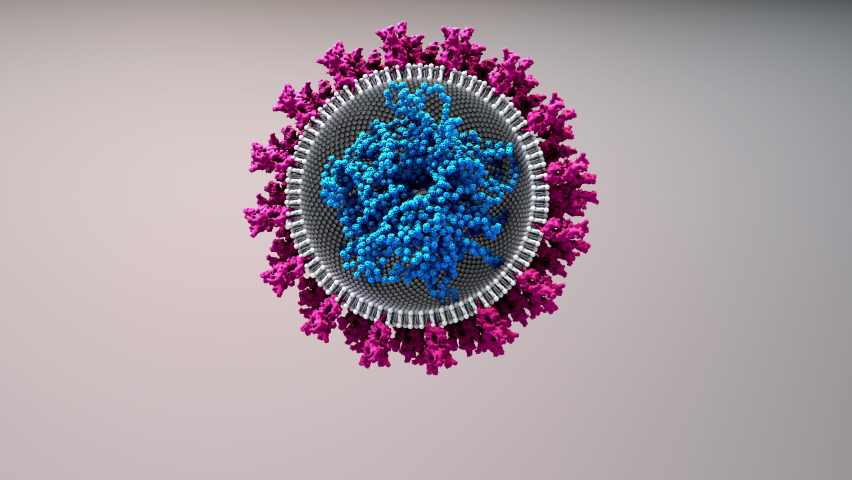 RNA vaccine new type of vaccine inserts fragments of the virus RNA into human cells to reprogram them to produce viral protein spikes then stimulate and immune response. 4k animation Royalty-Free Stock Footage #1062900130