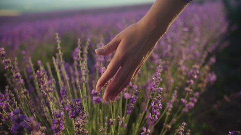 Close-up. Hand of a young woman gently touches the lavender flowers. Provence, a blooming lavender field. Aromatherapy. Slow motion 4K video