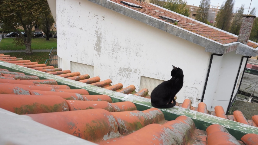 cat chilling n a rooftop 4k black cat