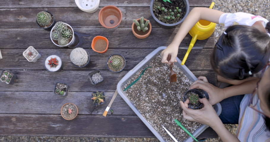 The little girl helps her mother to plant cactus in pots.