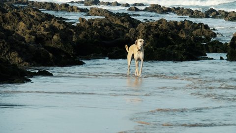 Beautiful elegant Sloughi dog (Arabian greyhound) walks in slow-motion at the beach in Essaouira, Morocco.