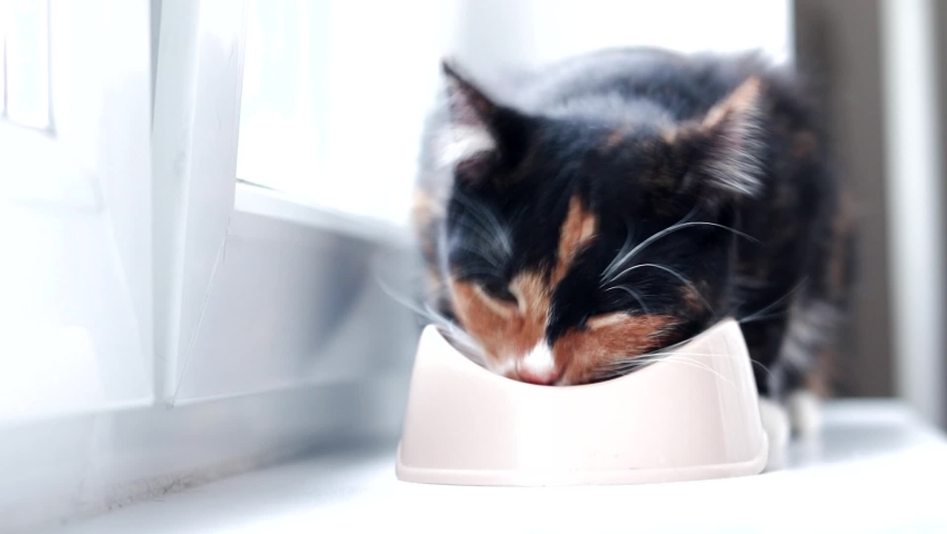 Cat eats from a bowl . Feeding your pet. Dry food for cats. Pets. The cat is eating on the windowsill. Royalty-Free Stock Footage #1062908713