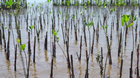 Mangrove planting activities at tropical mangrove forest in tropical wetland area, Mangrove Tree of Mangrove Forest. 