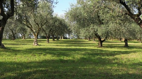 Drone slowly flying through trees. A beautiful olive grove. Slow and low movement between olive trees. Olives on trees before harvest. Ripe olives on the trees on a blue background.