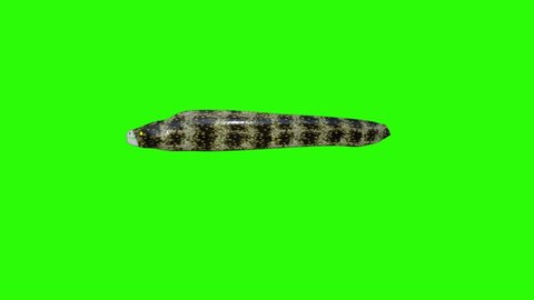 Fish eel swims animation ,green background