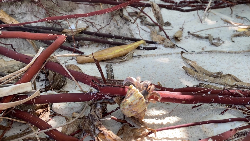 Hermit crab walking on the beach and hermit crabs are anomuran decapod crustaceans of the superfamily Paguroidea that have adapted to occupy empty scavenged mollusc shells to protect their fragile