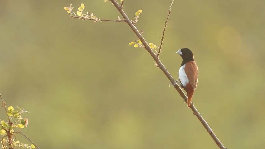 Tricoloured munia in pond area waiting for food .