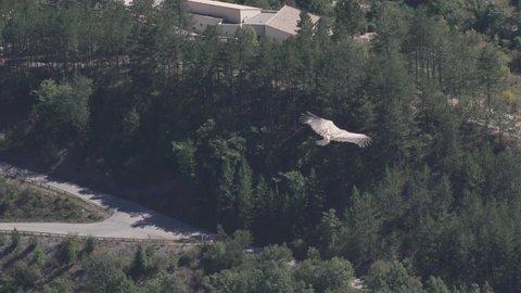 Tracking shot of a wild Griffon Vulture flying over a pine forest