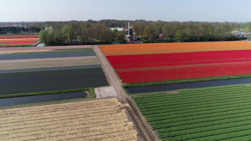 Aerial view of typical Dutch tulip fields located in Lisse The Netherlands showing red yellow and purple flowers and in background the famous Keukenhof windmill popular tourist attraction 4k quality Royalty-Free Stock Footage #1062920200