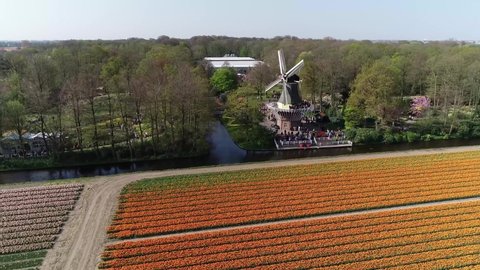Aerial view of typical Dutch tulip fields located in Lisse The Netherlands showing red yellow and purple flowers and in background the famous Keukenhof windmill popular tourist attraction 4k quality