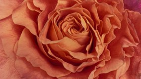 Beautiful Rose Flower background. Blooming rose flower open, time lapse, close-up. Wedding backdrop, Valentine's Day concept. Top view - Powered by Shutterstock - Get 15% off with code: PIKWIZARD15