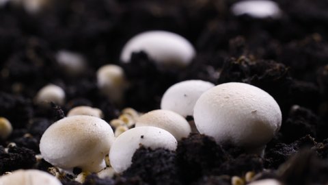 Mushrooms Growing Timelapse, Fresh Champignon Mushroom Sprout from the ground.