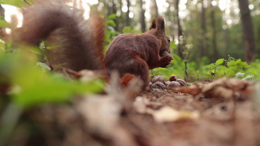 
Shooting a squirrel close up in the forest. The squirrel is picking up nuts for the winter. Animal, rodent, fauna, cute, forest, nature, food, close, furry | Shutterstock HD Video #1062931345