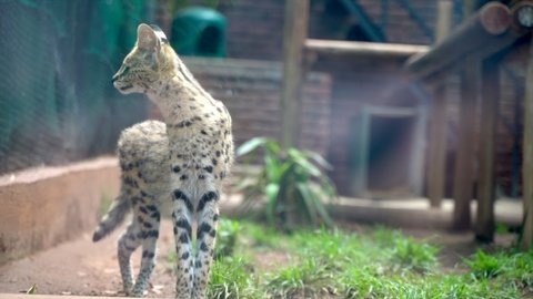 Wide shot of an African Serval cat in a zoo