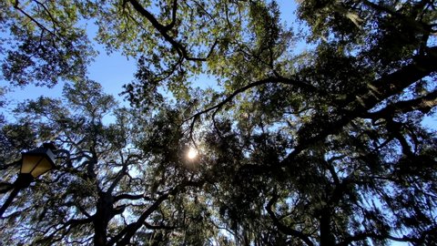 Looking up at the amazing branches of the Live Oak trees while walking though one of the many parks in Savannah Georgia