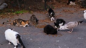 Stray cats and seagulls are sharing cat food at a street of Istanbul Burgazada