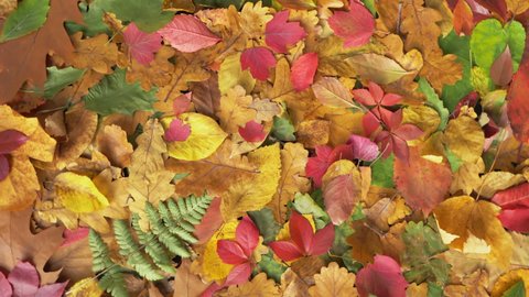 Autumn. Leaves from trees on the ground. Leaves fallen from trees. Colorful fall foliage, autumn time.