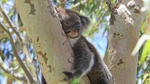 A koala, Phascolarctos cinereus, sleeping on a branch of eucalyptus in Yanchep National Park, Western Australia. Yanchep has been home to a colony of koalas since 1938. Blue sky, summer season.