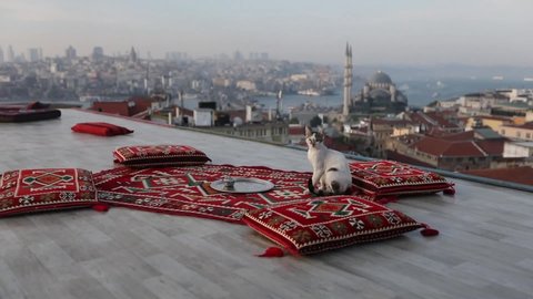 istanbul,eminönü turkey - 21 11 2020:
When tourists did not come due to coronavirus, cafes remained for cats
