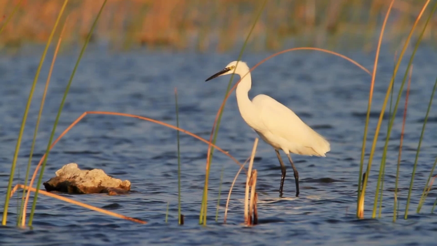 The little egret in the shallow lake, Vransko jezero in Croatia