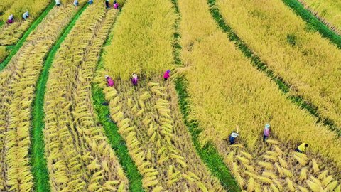 4K drone aerial view of a group of farmer harvesting golden rice field in Chiang Mai, Thailand