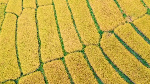 Aerial view of rice terrace field in Ban Pa Bong Piang village in Mae Chaem District, Chiang Mai Province, Thailand