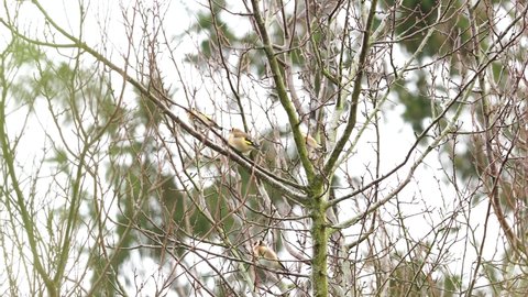 flock goldfinches chirp sing tree Stock Footage Video (100% Royalty