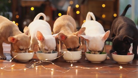 Three multi-colored Chihuahua puppies eat from bowls against the backdrop of a garland. breeding thoroughbred dogs. advertising pet food. New Year's Eve 