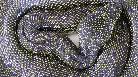 Diamond Python curled around her eggs to incubate them.