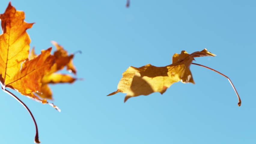 Super slow motion of falling autumn maple leaves against clear blue sky. Filmed on high speed cinema camera, 1000 fps. Royalty-Free Stock Footage #1062948070