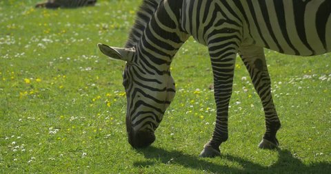 Zebra is Grazing,Nibbling Grass, Zebra's Baby is lying on green meadow, waving the tail, green grass, little white and yellow flowers, summer sunny day, zoo, Poland, Opole