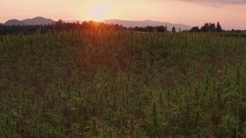 Aerial view of a hemp field with sunset and flare captured with flying drone.