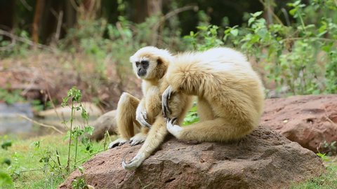 lar gibbon perched on a boulder and rest in forest