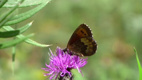 Purple-edged Copper butterfly, Lycaena hippothoe and spring flowers milk thistle
