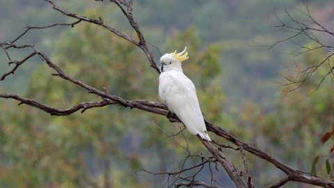 a sulphur crested cockatoo perched on a tree branch at glen davis of nsw, australia