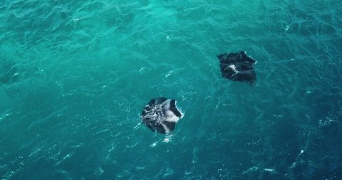 Aerial view of a stingray in the turquoise waters of Laquedivas Sea, Maldives. High quality 4k footage