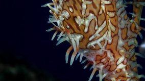 Harlequin-Ornate Ghostpipefish -Solenostomus paradoxus. Macro underwater world of Tulamben, Bali, Indonesia. 4k video.