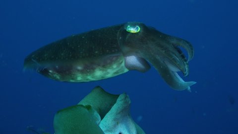 Broadclub Cuttlefish - Sepia latimanus. Underwater world of Tulamben, Bali, Indonesia. 4k video.