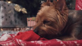 A small dog lies on a red blanket and nibbles on a red holiday hat. A large beautiful Christmas tree is decorated with garlands. There are many gifts nearby.