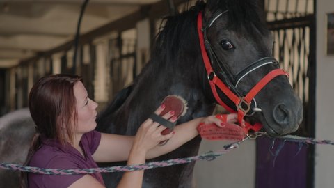 Slow motion shot of a woman horse owner taking care of her favourite and brushing it carefully. View in the stable