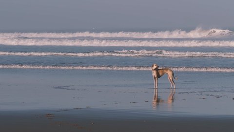 A brown Sloughi dog (Arabian greyhound) side profile at the beach against tidal waves, in Essaouira, Morocco.