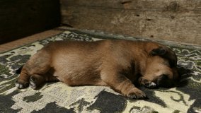 The puppy falls asleep and stretches. 4K 2160p 25fps Apple ProRes 422 LT video.