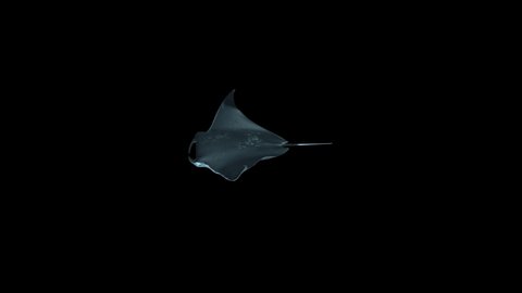 isolated Manta Ray pelagic (Manta birostris) swimming and pass with alpha channel,matte,chromakey, Manta Ray floating and search of plankton looking for food. Underwater scuba diving in Maldives