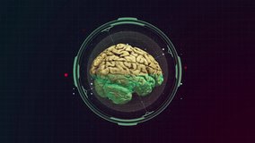 Human brain Anatomical Model and science background. 3d illustration 3d rendering - Powered by Shutterstock - Get 15% off with code: PIKWIZARD15