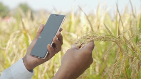 Close up of Farmer Hands checking the crop yield and pests by using mobile Phone - Concept of Farmer using Smartphone technology and internet in agriculture farmland