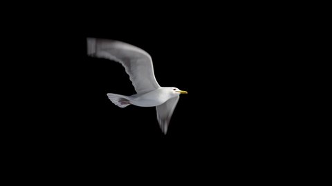 isolated seagull flying loop, alpha channel, can change the background.symbol of freedom. Big seagull soaring over the Mediterranean sea.birds flies in strong winds.3d animation of flying bird loop
