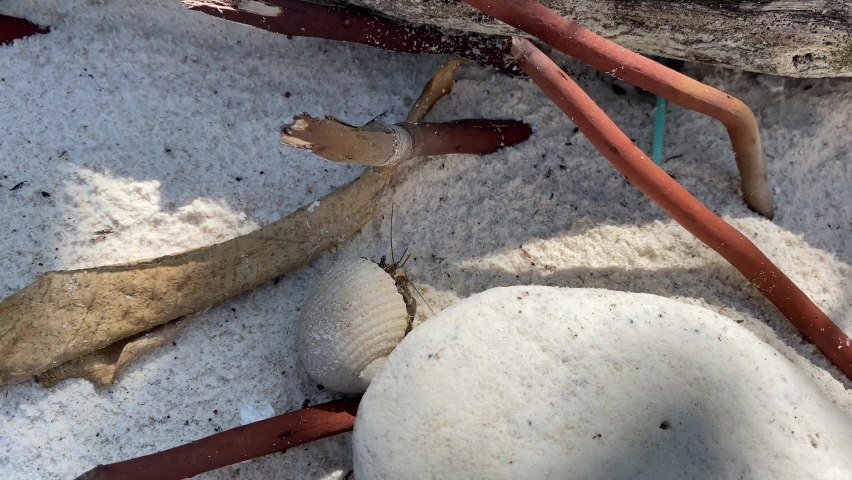 Hermit crab walking on the beach and hermit crabs are anomuran decapod crustaceans of the superfamily Paguroidea that have adapted to occupy empty scavenged mollusc shells to protect their fragile